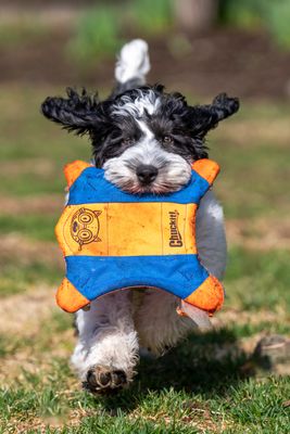 March 25 day53 goda on the run  chuckit week 15 a7c9273.jpg