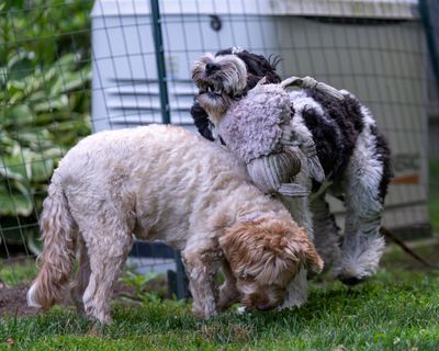 July 3 2025  day 152  vs 2 puppy schnigans A7C5563.jpg
