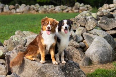 EMERGE - second Dog photography course 