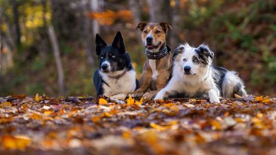 Teno Desirae trio of dogs web feedback A7C9330.jpg