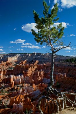 Clinging Pine
