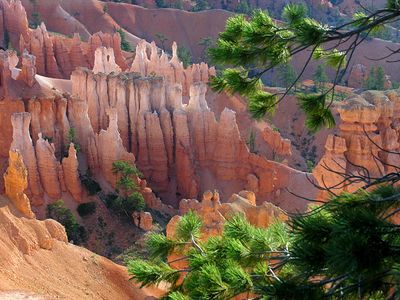 Pine-Framed Hoodoos