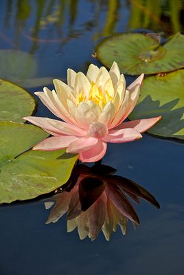 Water Lily