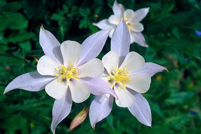 Blue Columbine