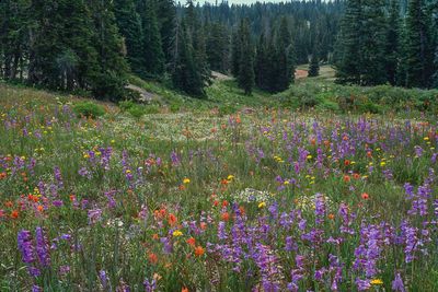 Wildflower Carpet