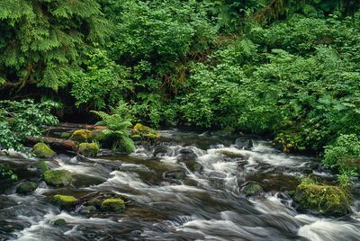 Rushing Creek