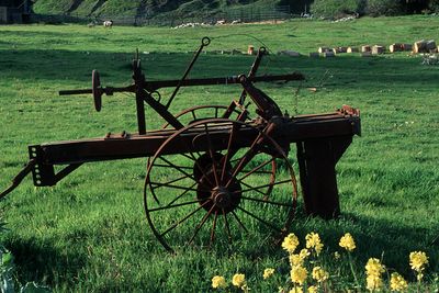 Country Field