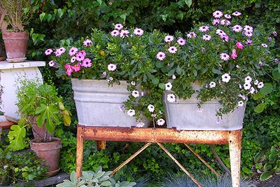 Garden Flowers