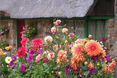 Cottage Flowers