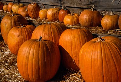 Pumpkins Galore