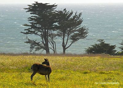 Coastal Bluff Deer