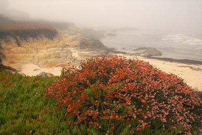 Morning Fog