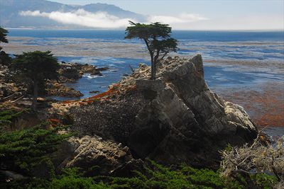 Lone Cypress Vista
