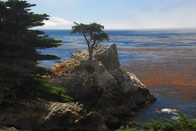 Lone Cypress