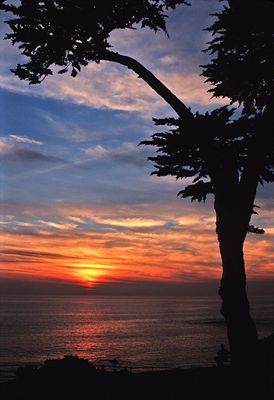 Silhouetted Cypress