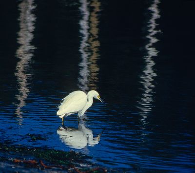 Snowy Egret