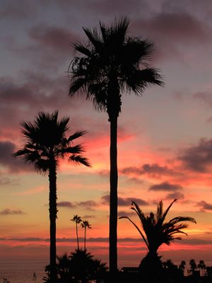 Sunset Palms