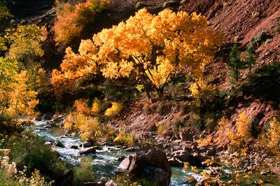 Yellow Cottonwood