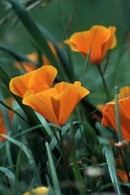 Poppies