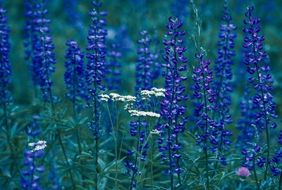 Lupine Lace
