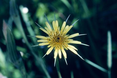 Sunburst