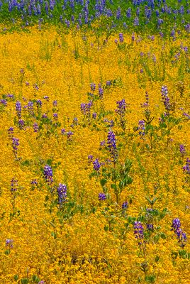 Wild Bouquet