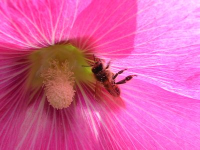 Busy Bee