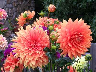 Flowers