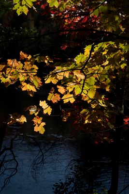 _A7R0459.jpg