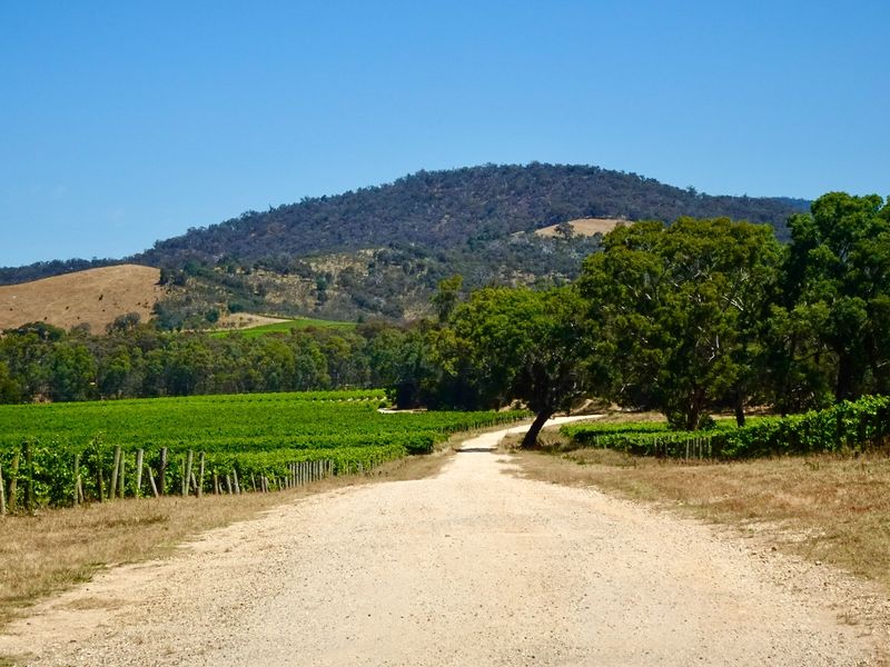 Avoca