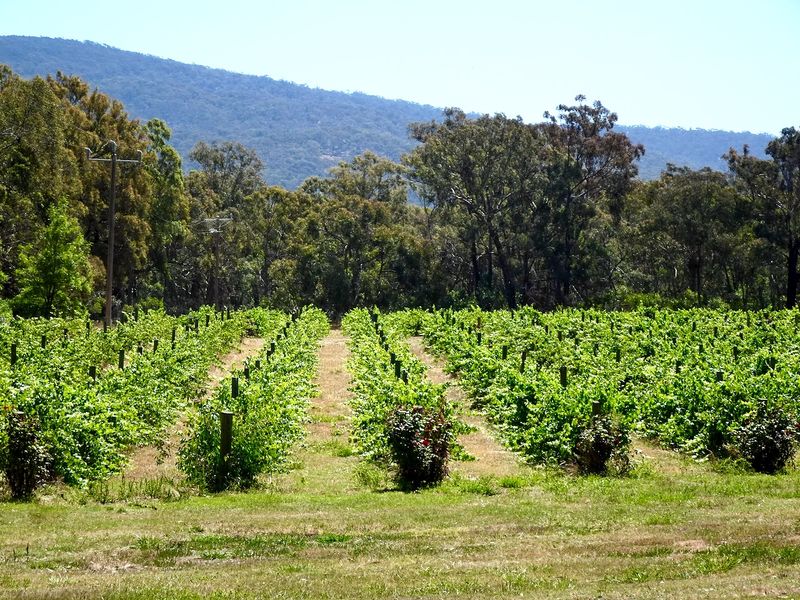 Blue Pyranees Winery