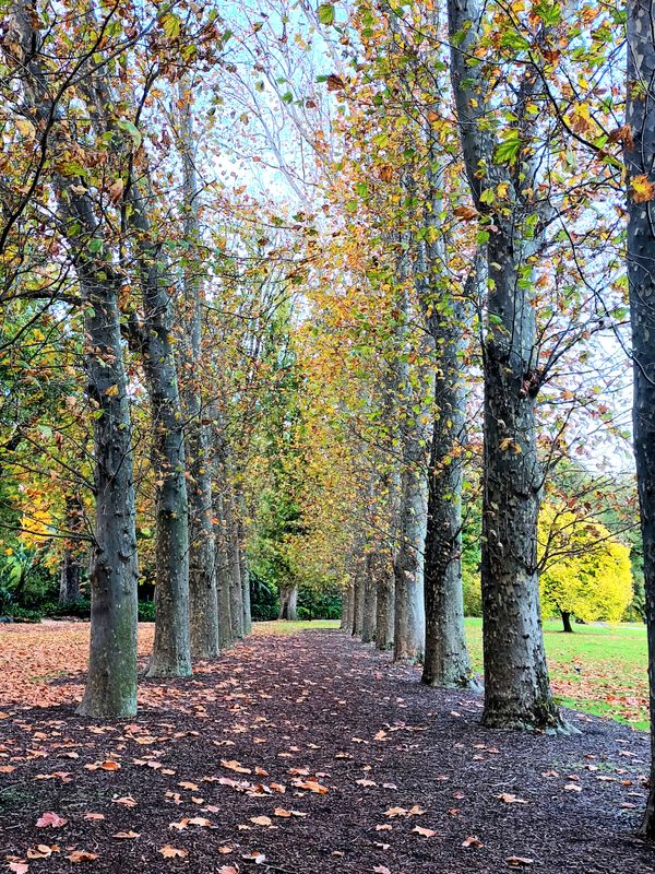 The Fitzroy Gardens, Melbourne