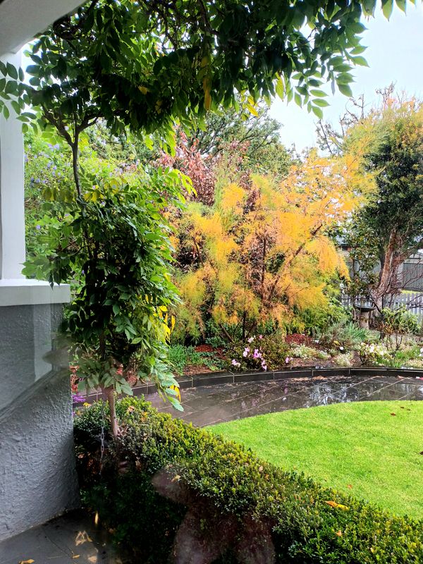 Our garden on a wet autumn morning