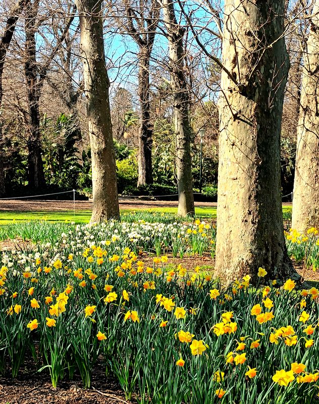 Daffodils at the Fitzroy Gardens