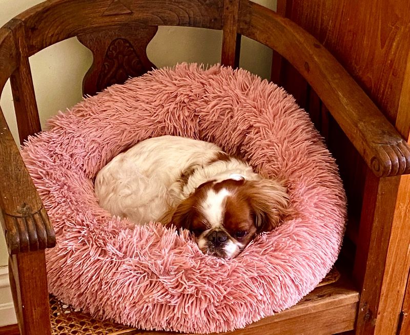 Willow on holiday