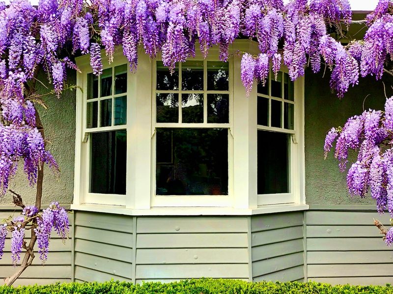 Spring wisteria