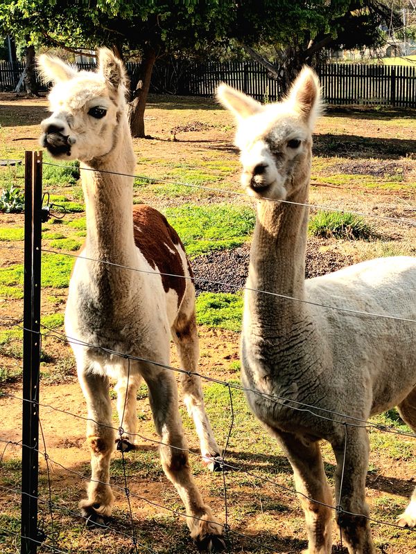 Neighbours at Tara say Hello.