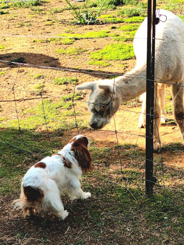 Willow speaks to an alpaca.