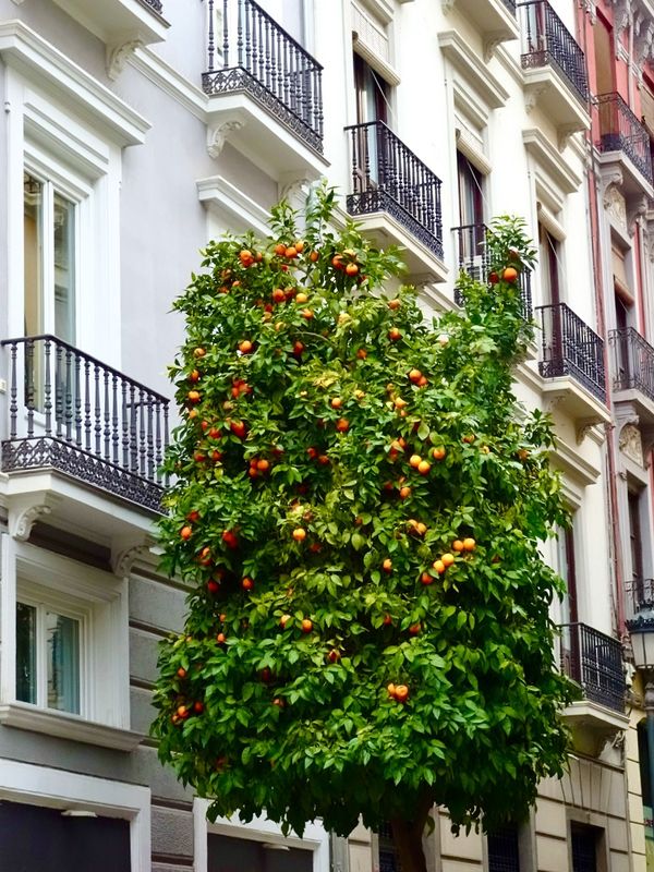 Oranges everywhere