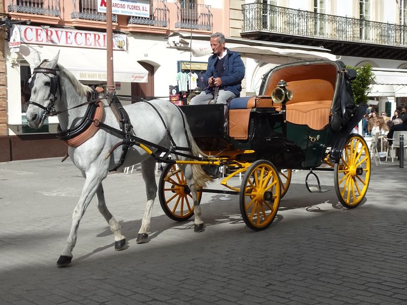 Pony rides for tourists