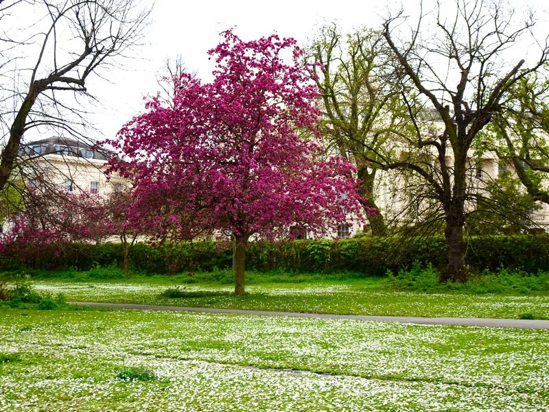   Regents Park