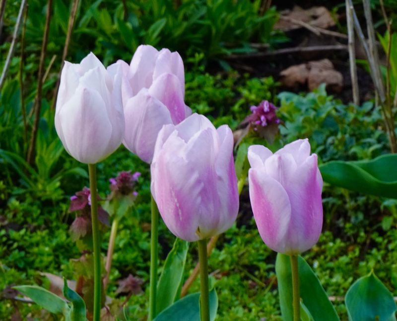 Tulips. London UK