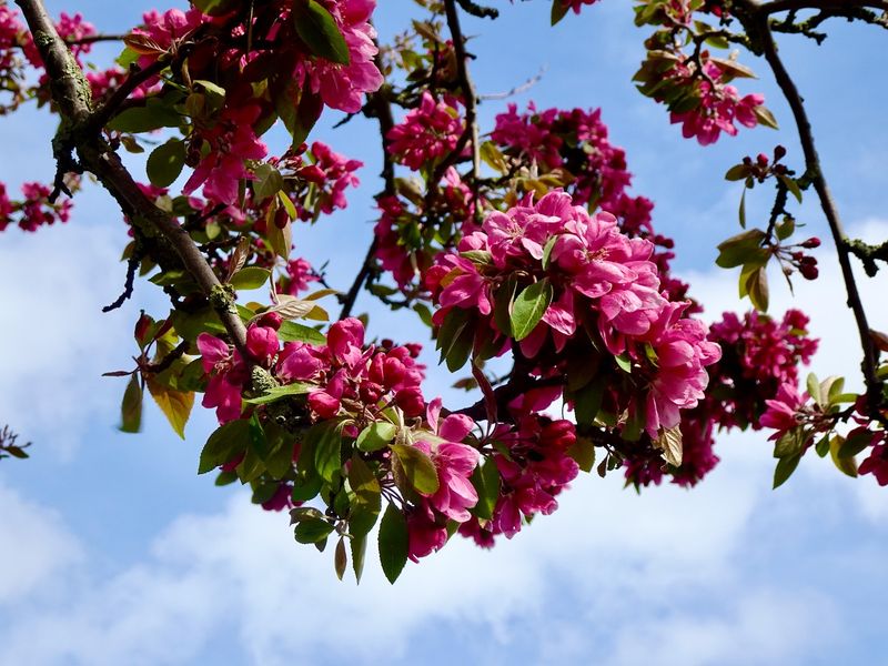 Spring blossom,  London UK