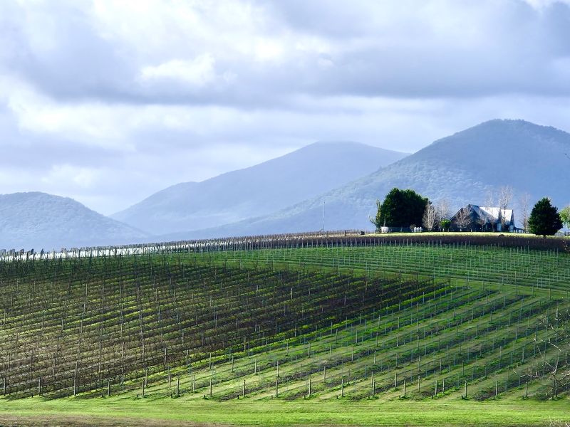 Yarra Valley 2024