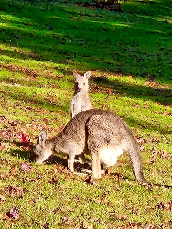 Escape to the Yarra Valley - February 2022, June 2024