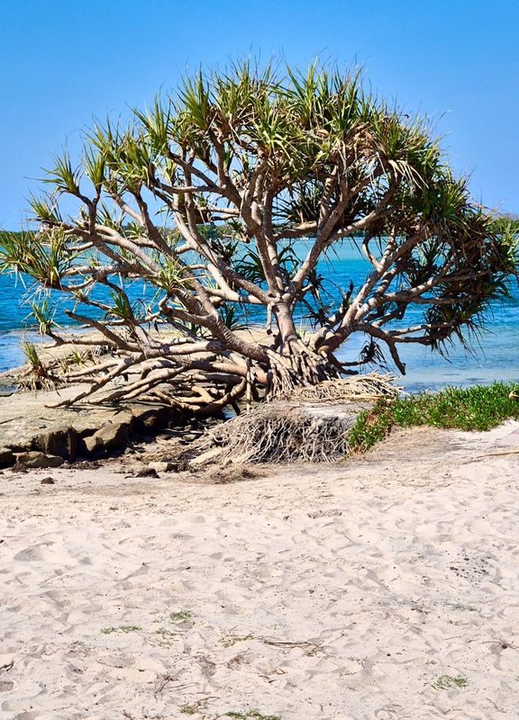 Pandanus palm