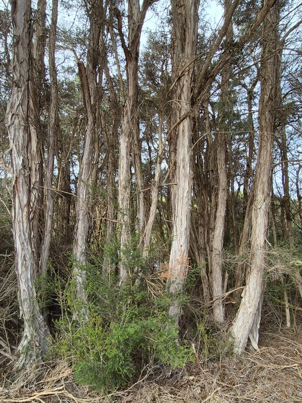 Tea trees in the resort native areas of the grounds,