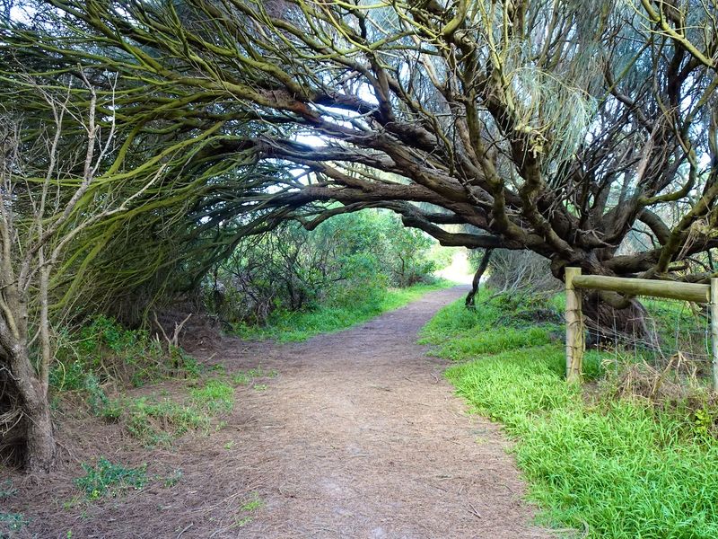 Inverloch, walking track along the top of the coast