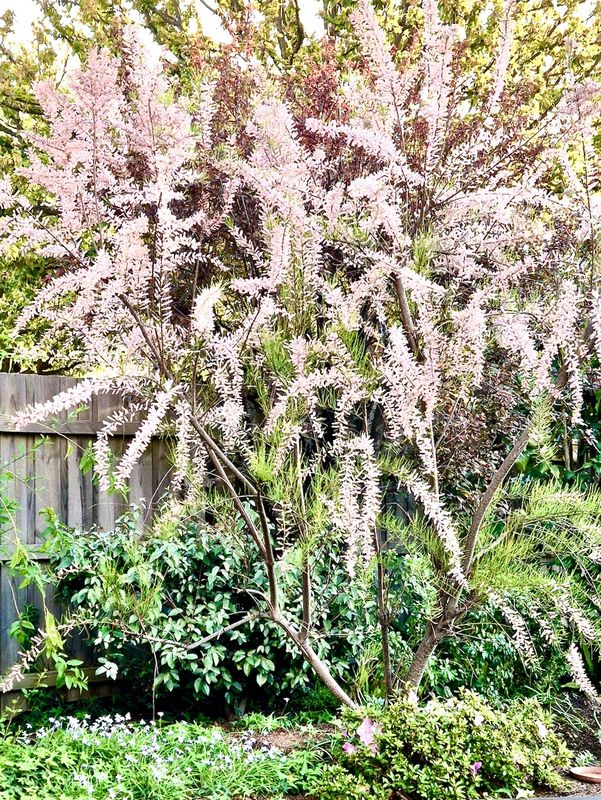 Garden Glory