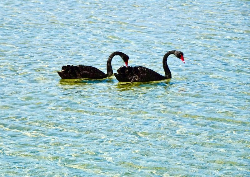 Black swans in the estuary